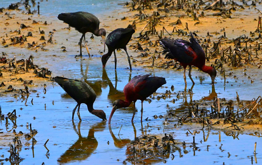 鄱陽湖永修吳城水域拍攝到的彩鹮。 王小龍攝