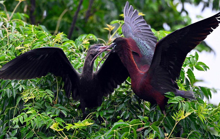 鄱陽湖永修吳城水域拍攝到的彩鹮。 王小龍攝