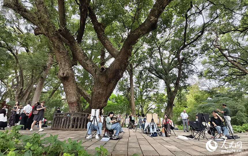 藝術院校的學生們慕名來到水南古樟林，用畫筆描繪古樹的虬枝與光影。人民網記者 時雨攝