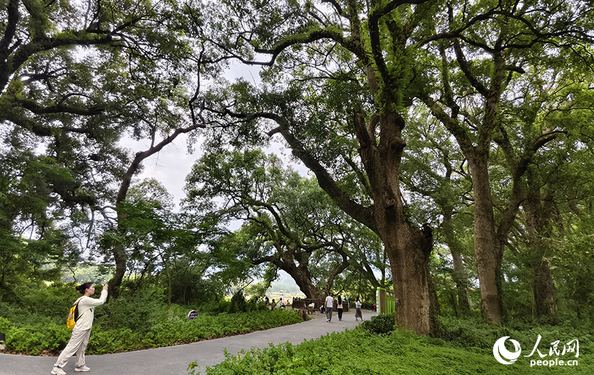 水南古樟林近三千棵古樹參天而立，以蒼勁的古香樟為主，漫步林間，樟香襲人、鳥語蟲鳴，令人心曠神怡。人民網記者 時雨攝