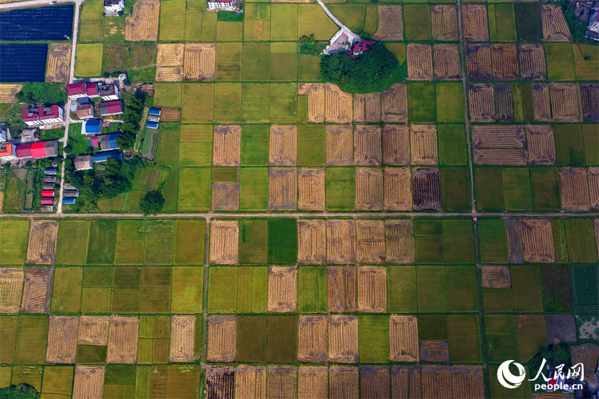 井岡山市廈坪鎮菖蒲村，平整成塊的高標準農田里稻谷金黃，處處豐收美景如畫。人民網 朱海鵬攝