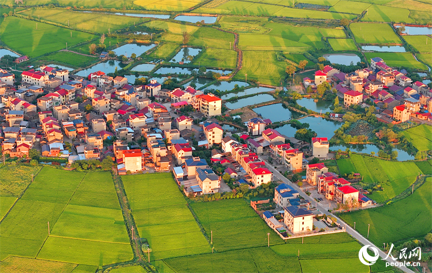 樟樹市大橋街道漁塘村，田園水系環繞，農房錯落有致，秋日鄉村美景怡人。人民網 朱海鵬攝