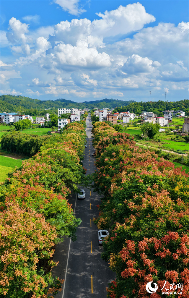 贛州市上猶縣東山鎮廣田村，汽車行駛在農村公路上，公路兩側的欒樹陸續進入盛花期，與村莊、山巒相映成趣。人民網 朱海鵬攝
