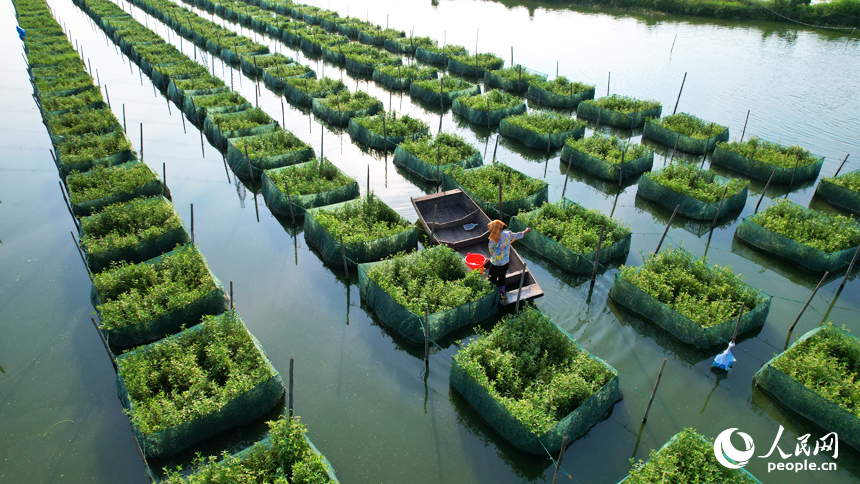 東方村鱔魚生態養殖基地，養殖戶劃著小船管護網箱里飼養的鱔魚。人民網記者 毛思遠攝
