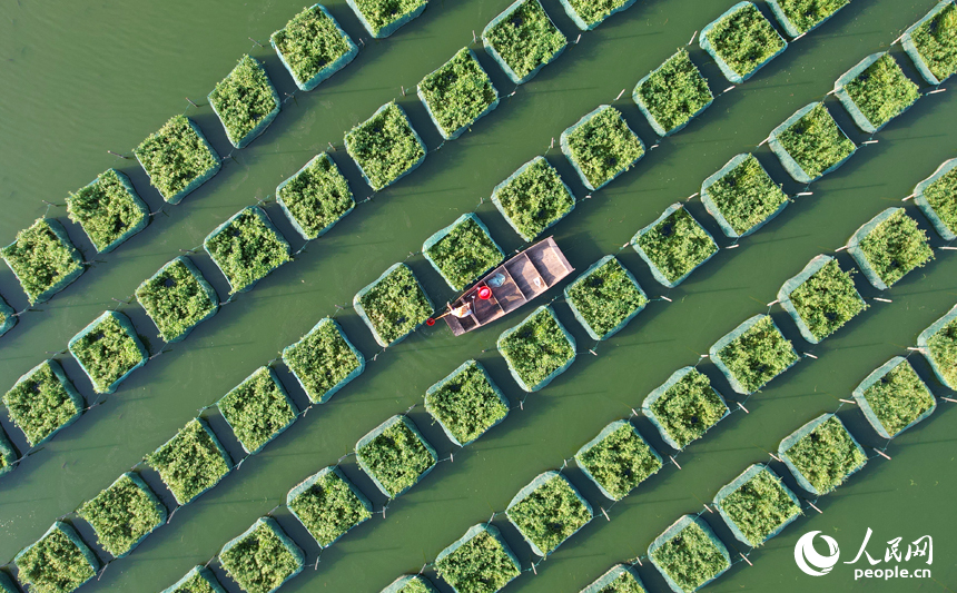 東方村鱔魚生態養殖基地，養殖戶劃著小船管護網箱里飼養的鱔魚。人民網記者 毛思遠攝