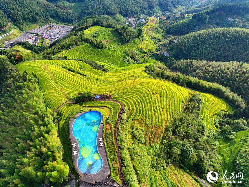 贛州市崇義縣上堡鄉，梯田依山蜿蜒、層層疊疊，在秋風吹拂下，如同掀起層層金色稻浪。人民網 朱海鵬攝