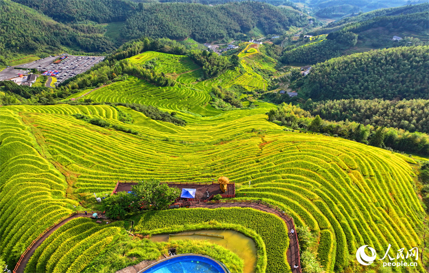 贛州市崇義縣上堡鄉，梯田依山蜿蜒、層層疊疊，在秋風吹拂下，如同掀起層層金色稻浪。人民網 朱海鵬攝