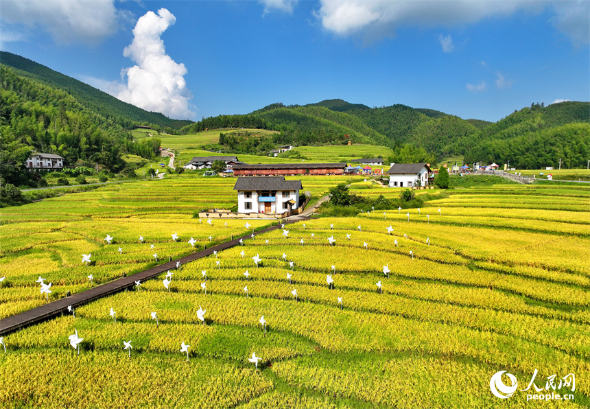 贛州市崇義縣上堡鄉，梯田依山蜿蜒、層層疊疊，在秋風吹拂下，如同掀起層層金色稻浪。人民網 朱海鵬攝