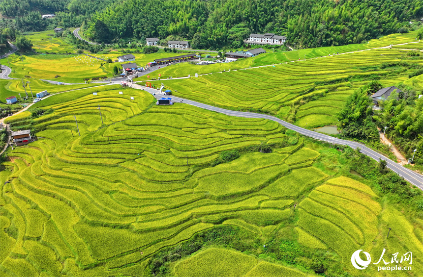 贛州市崇義縣上堡鄉，梯田依山蜿蜒、層層疊疊，在秋風吹拂下，如同掀起層層金色稻浪。人民網 朱海鵬攝