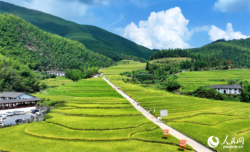 贛州市崇義縣上堡鄉，梯田依山蜿蜒、層層疊疊，在秋風吹拂下，如同掀起層層金色稻浪。人民網 朱海鵬攝