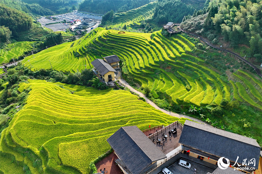 贛州市崇義縣上堡鄉，梯田依山蜿蜒、層層疊疊，在秋風吹拂下，如同掀起層層金色稻浪。人民網 朱海鵬攝