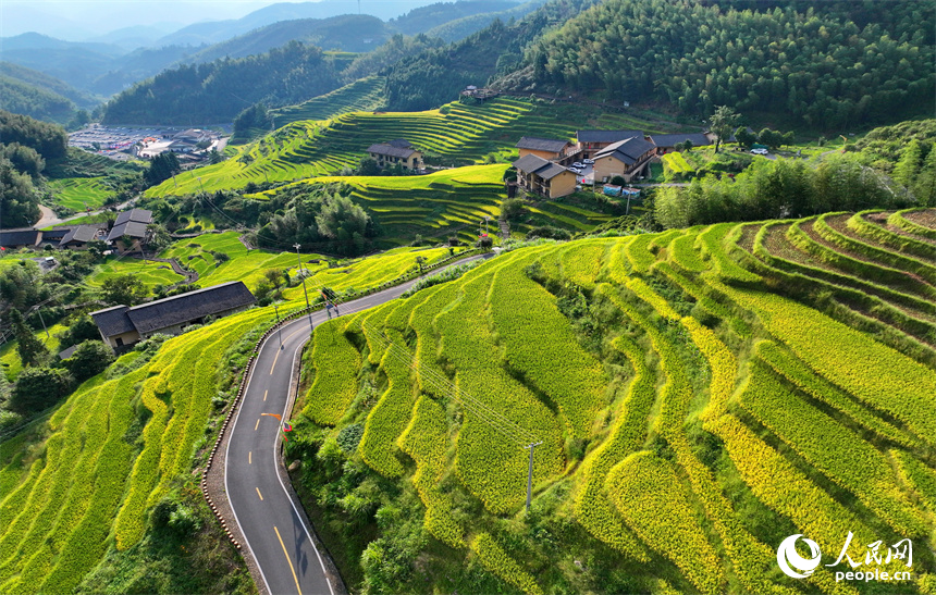 贛州市崇義縣上堡鄉，梯田依山蜿蜒、層層疊疊，在秋風吹拂下，如同掀起層層金色稻浪。人民網 朱海鵬攝