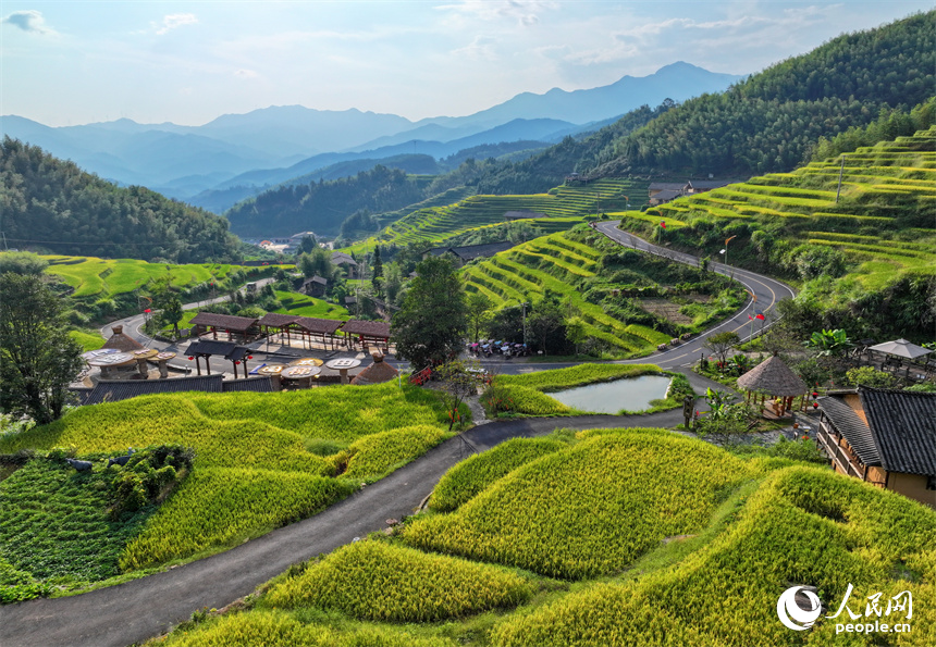 贛州市崇義縣上堡鄉，梯田依山蜿蜒、層層疊疊，在秋風吹拂下，如同掀起層層金色稻浪。人民網 朱海鵬攝