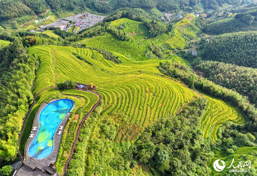 贛州市崇義縣上堡鄉，梯田依山蜿蜒、層層疊疊，在秋風吹拂下，如同掀起層層金色稻浪。人民網 朱海鵬攝