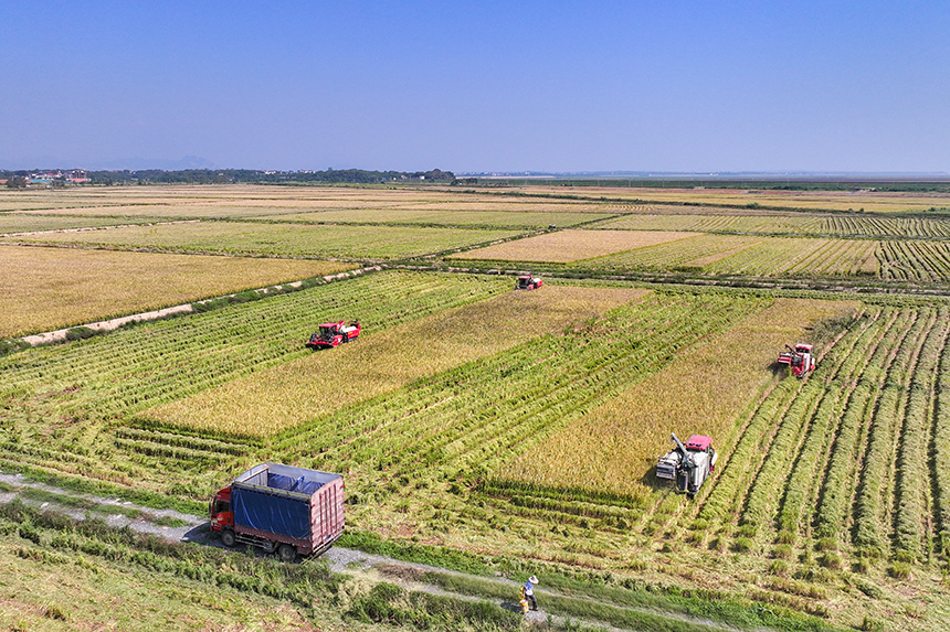 當地農戶搶抓晴好天氣收割稻谷，田間地頭一派繁忙的秋收景象。潘成攝
