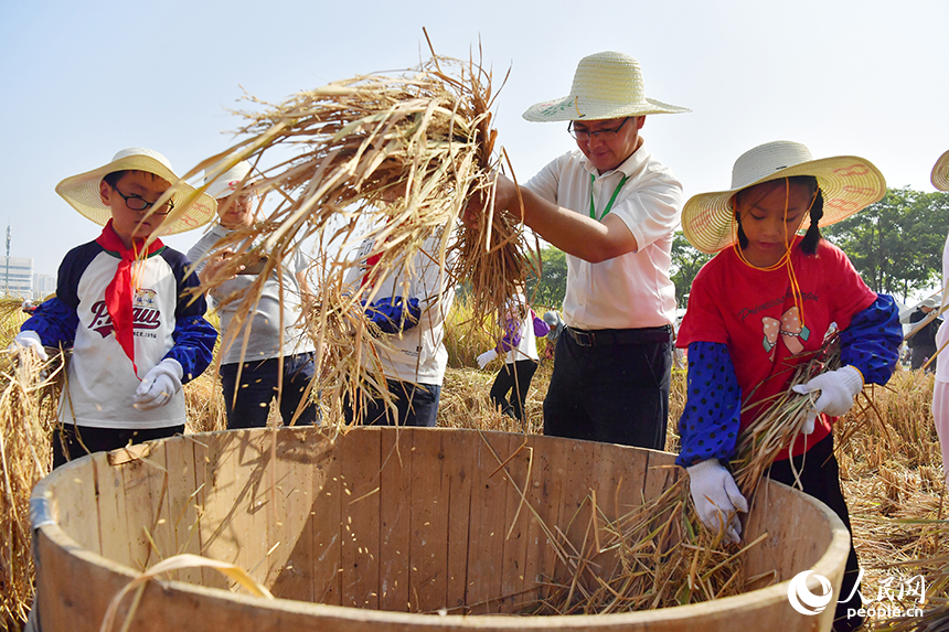 在九洲公園“一畝三分地”的稻田里，老師指導學生們打稻谷。人民網記者 時雨攝