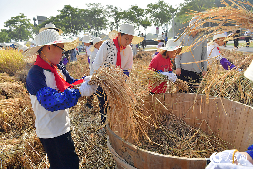 在九洲公園“一畝三分地”的稻田里，學生們正在給稻谷脫粒。人民網記者 時雨攝