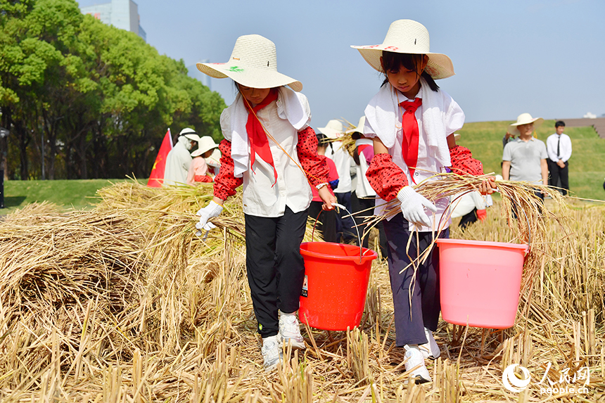在九洲公園“一畝三分地”的稻田里，學生們正在撿拾稻穗。人民網記者 時雨攝