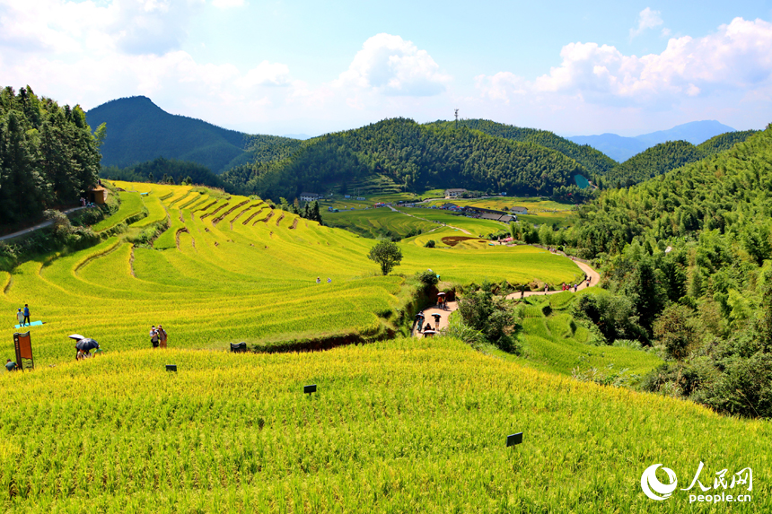 崇義縣上堡鄉水南村，層疊蜿蜒的梯田吸引不少游客前來游覽。人民網 朱海鵬攝