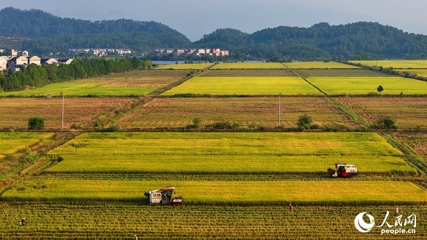 吉水縣水田鄉水田村，村民駕駛收割機在高標準農田里收割晚稻。人民網 朱海鵬攝