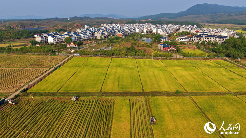 吉水縣水田鄉水田村，村民駕駛收割機在高標準農田里收割晚稻。人民網 朱海鵬攝
