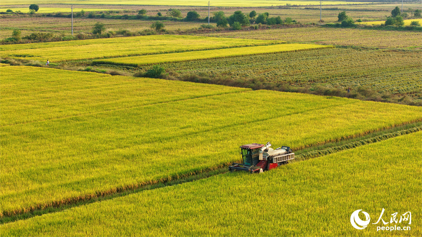 吉安市吉水縣水田鄉，村民駕駛的收割機穿梭在稻浪中，晚稻收獲繁忙有序。人民網 朱海鵬攝