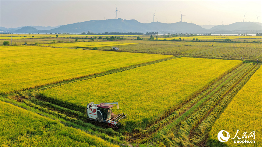 吉安市吉水縣水田鄉，村民駕駛的收割機穿梭在稻浪中，晚稻收獲繁忙有序。人民網 朱海鵬攝