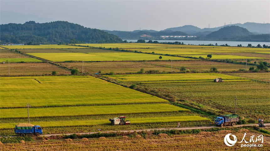吉安市吉水縣水田鄉，村民駕駛的收割機穿梭在稻浪中，晚稻收獲繁忙有序。人民網 朱海鵬攝