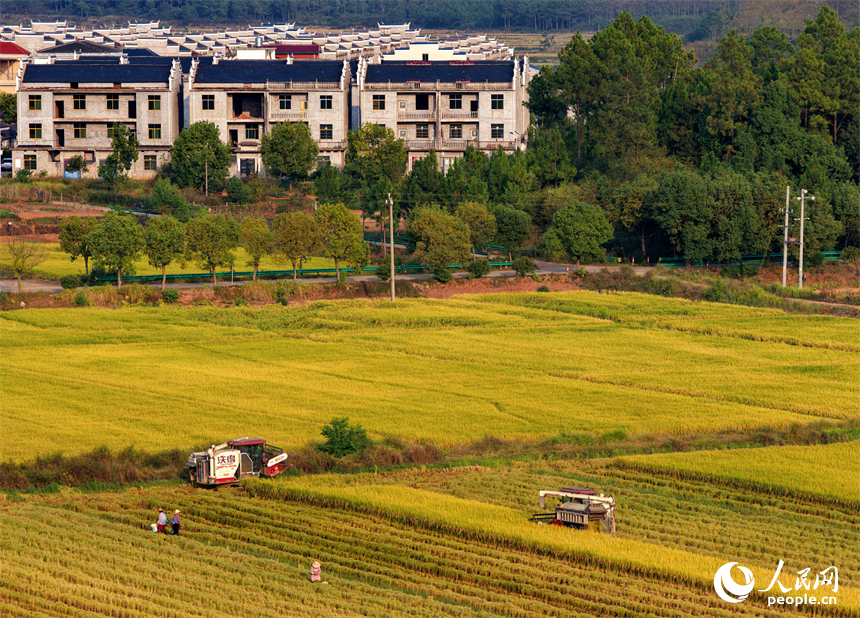 吉安市吉水縣水田鄉，村民駕駛的收割機穿梭在稻浪中，晚稻收獲繁忙有序。人民網 朱海鵬攝