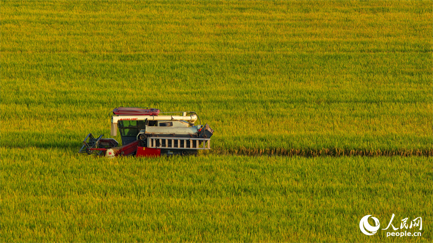 吉安市吉水縣水田鄉，村民駕駛的收割機穿梭在稻浪中，晚稻收獲繁忙有序。人民網 朱海鵬攝