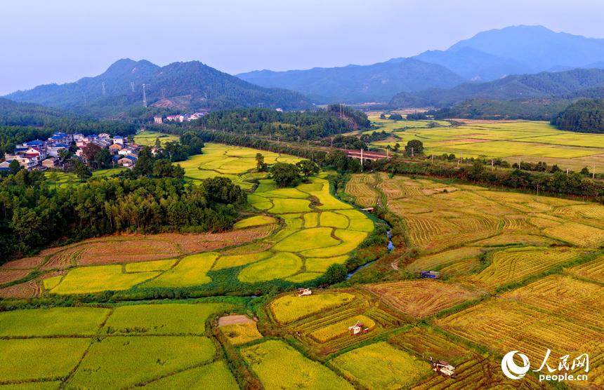 金色稻田、錯落村舍、連綿群山相映成趣，構成一幅秋收時節獨特的“豐”景畫卷。人民網 朱海鵬攝