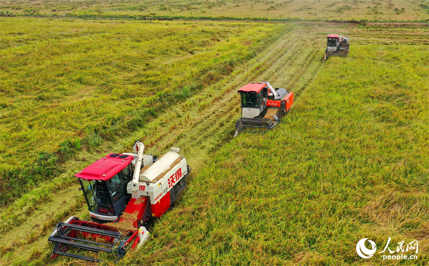 九江市彭澤縣芙蓉農場，數臺收割機正開足馬力來回收割稻谷。人民網 朱海鵬攝