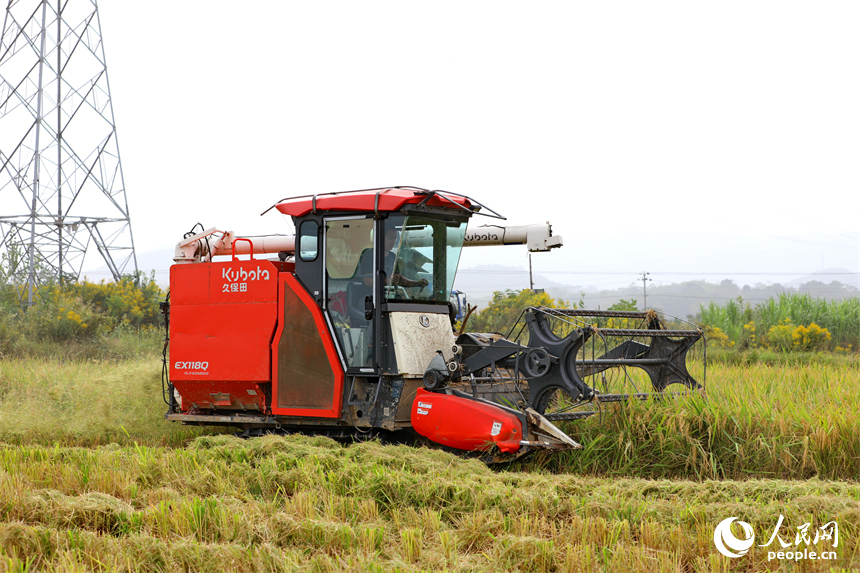 九江市彭澤縣芙蓉農場，數臺收割機正開足馬力來回收割稻谷。人民網 朱海鵬攝