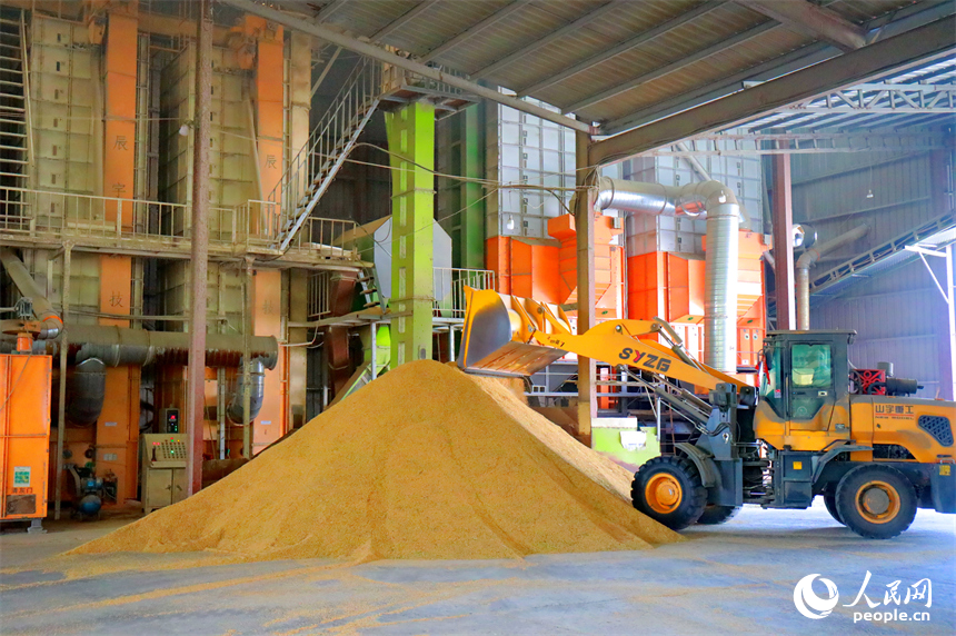 九江市彭澤縣芙蓉農場，收割入庫的稻谷運入烘干廠進行烘干。人民網 朱海鵬攝