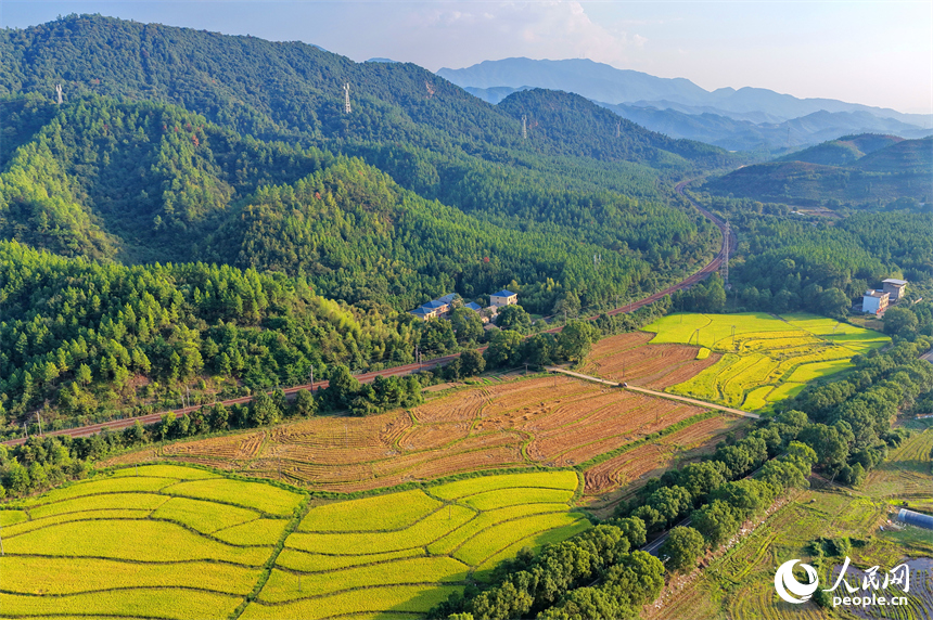 吉安市吉水縣醪橋鎮，高標準農田里稻谷金黃，與山丘、民居相映成景，秋色斑斕。人民網 朱海鵬攝