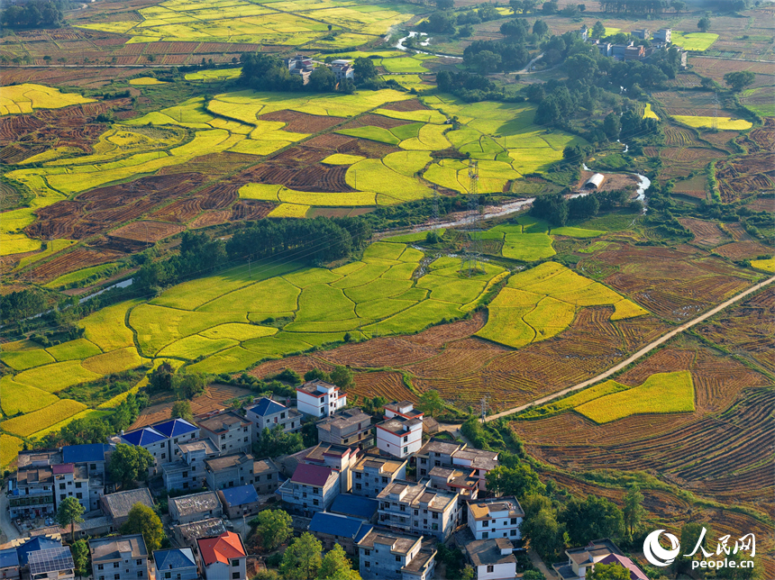 吉安市吉水縣醪橋鎮，高標準農田里稻谷金黃，與山丘、民居相映成景，秋色斑斕。人民網 朱海鵬攝