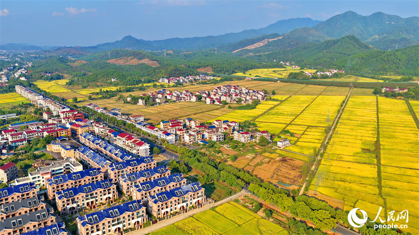 吉安市吉水縣醪橋鎮，高標準農田里稻谷金黃，與山丘、民居相映成景，秋色斑斕。人民網 朱海鵬攝