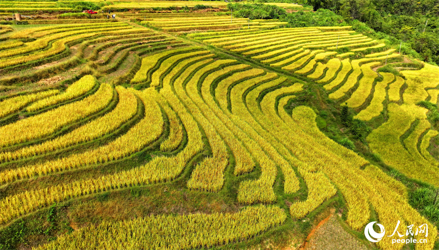 贛州市大余縣河洞鄉長嶺村的高山梯田阡陌縱橫，晚稻金黃。人民網 朱海鵬攝