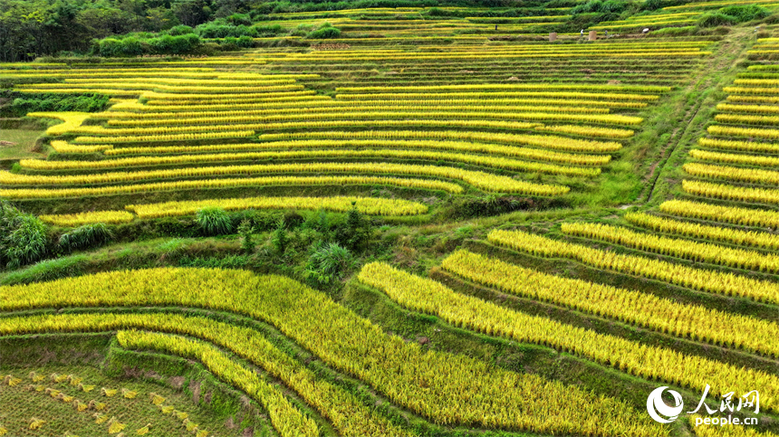 贛州市大余縣河洞鄉長嶺村的高山梯田阡陌縱橫，晚稻金黃。人民網 朱海鵬攝