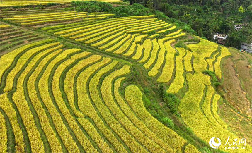 贛州市大余縣河洞鄉長嶺村的高山梯田阡陌縱橫，晚稻金黃。人民網 朱海鵬攝
