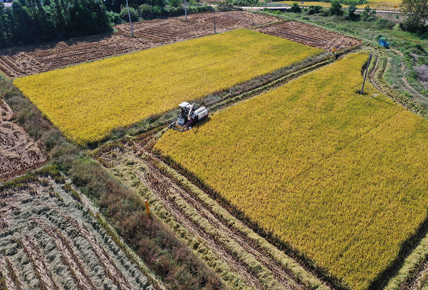 農民駕駛農機收割晚稻。