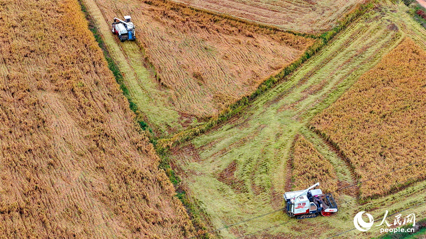 南昌市南昌縣岡上鎮合山村，村民在收割晚稻。人民網 朱海鵬攝