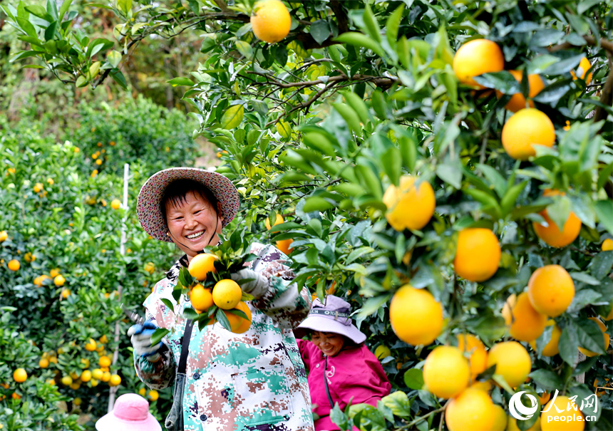 贛州市大余縣池江鎮長江村臍橙種植基地，果農在采摘贛南臍橙。人民網 朱海鵬攝