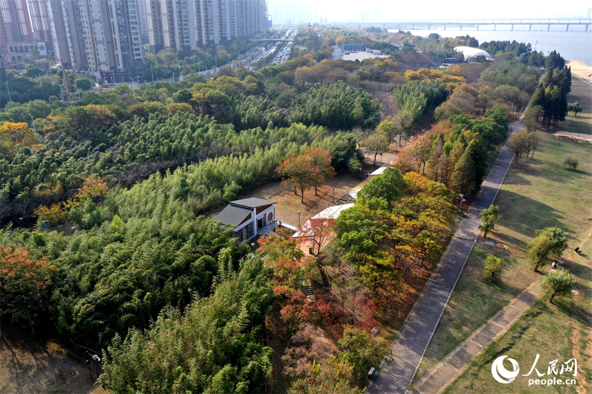 贛江江灘公園沿線樹木披上“彩衣”，迎來了最佳的觀賞期。人民網記者 時雨攝