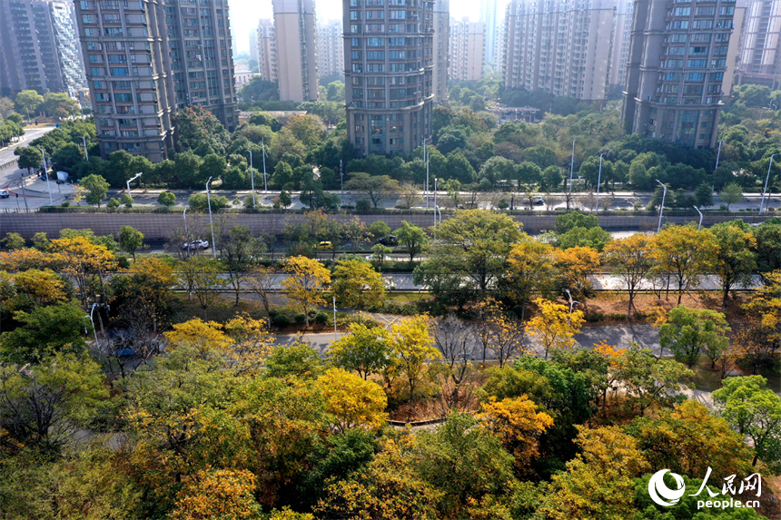 贛江江灘公園沿線樹木披上“彩衣”，迎來了最佳的觀賞期。人民網記者 時雨攝