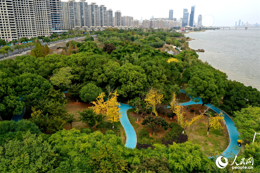 紅谷灘漁舟灣內金黃的銀杏樹與常綠樹木相映成景。人民網記者 時雨攝