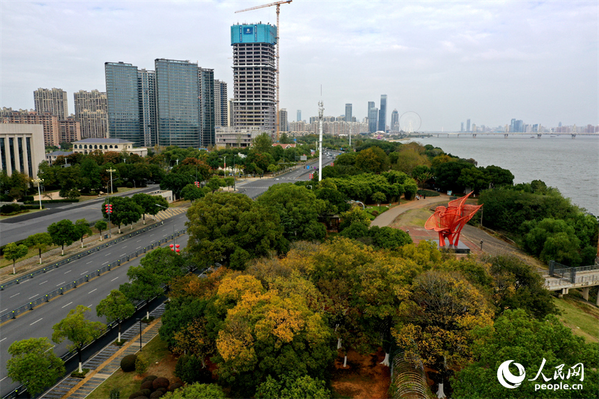紅谷灘濱江月季園的樹木披上“彩衣”。人民網記者 時雨攝