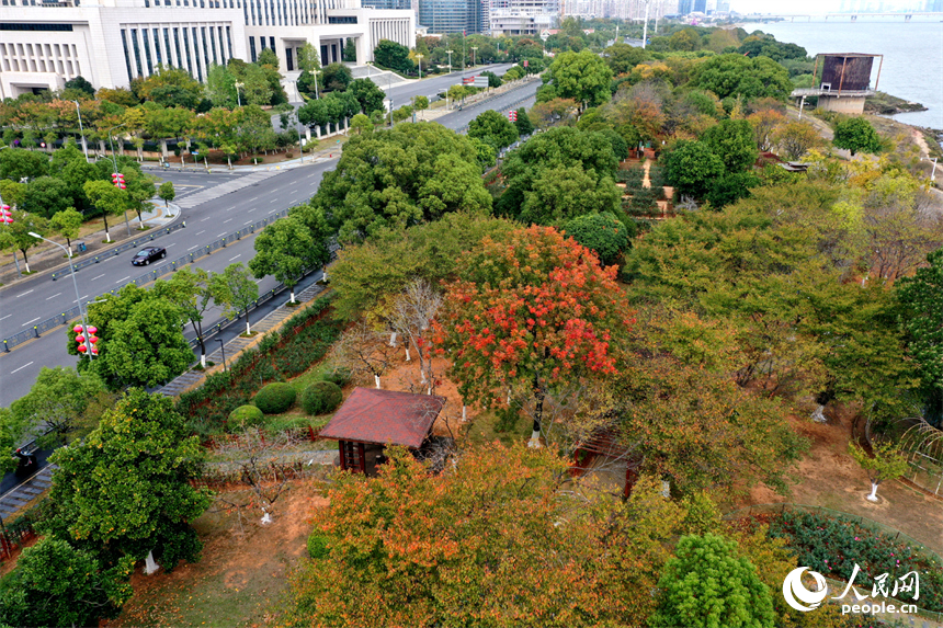 紅谷灘濱江月季園的樹木披上“彩衣”。人民網記者 時雨攝