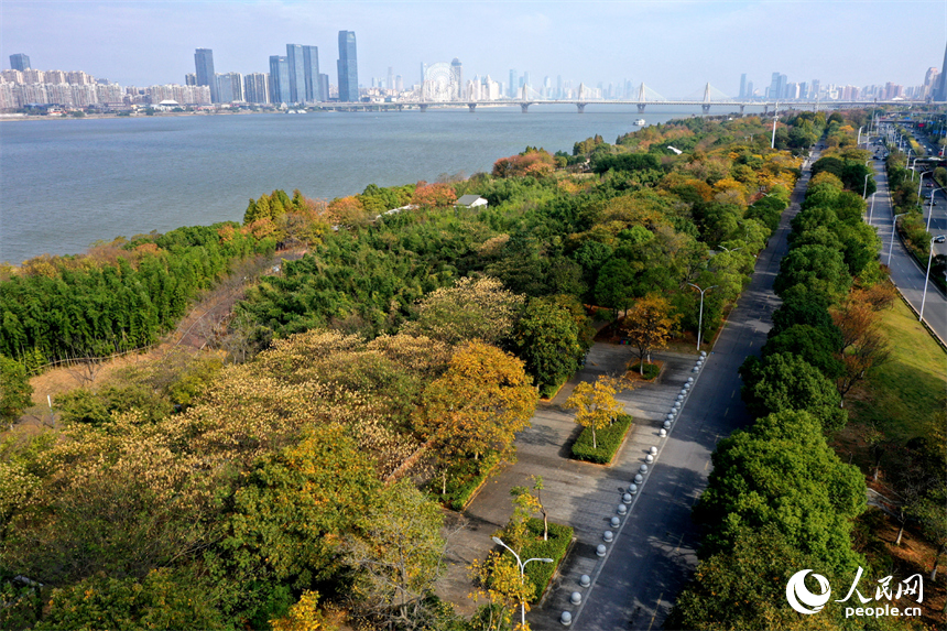 贛江江灘公園沿線樹木披上“彩衣”，迎來了最佳的觀賞期。人民網記者 時雨攝