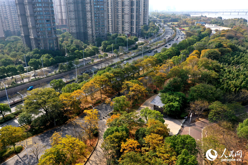 贛江江灘公園沿線樹木披上“彩衣”，迎來了最佳的觀賞期。人民網記者 時雨攝